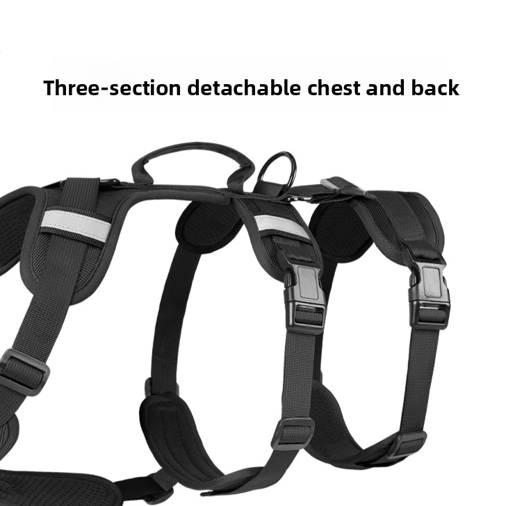 leash pet