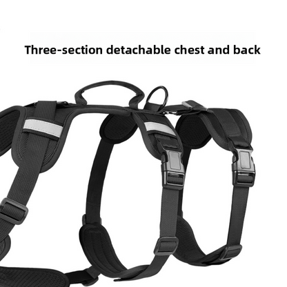 leash pet