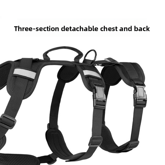 leash pet