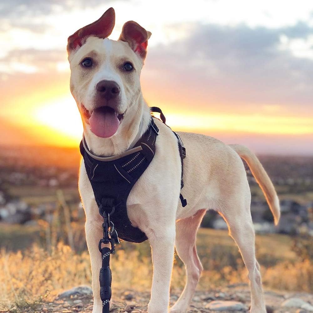 Ultimate No-Pull Reflective Dog Harness