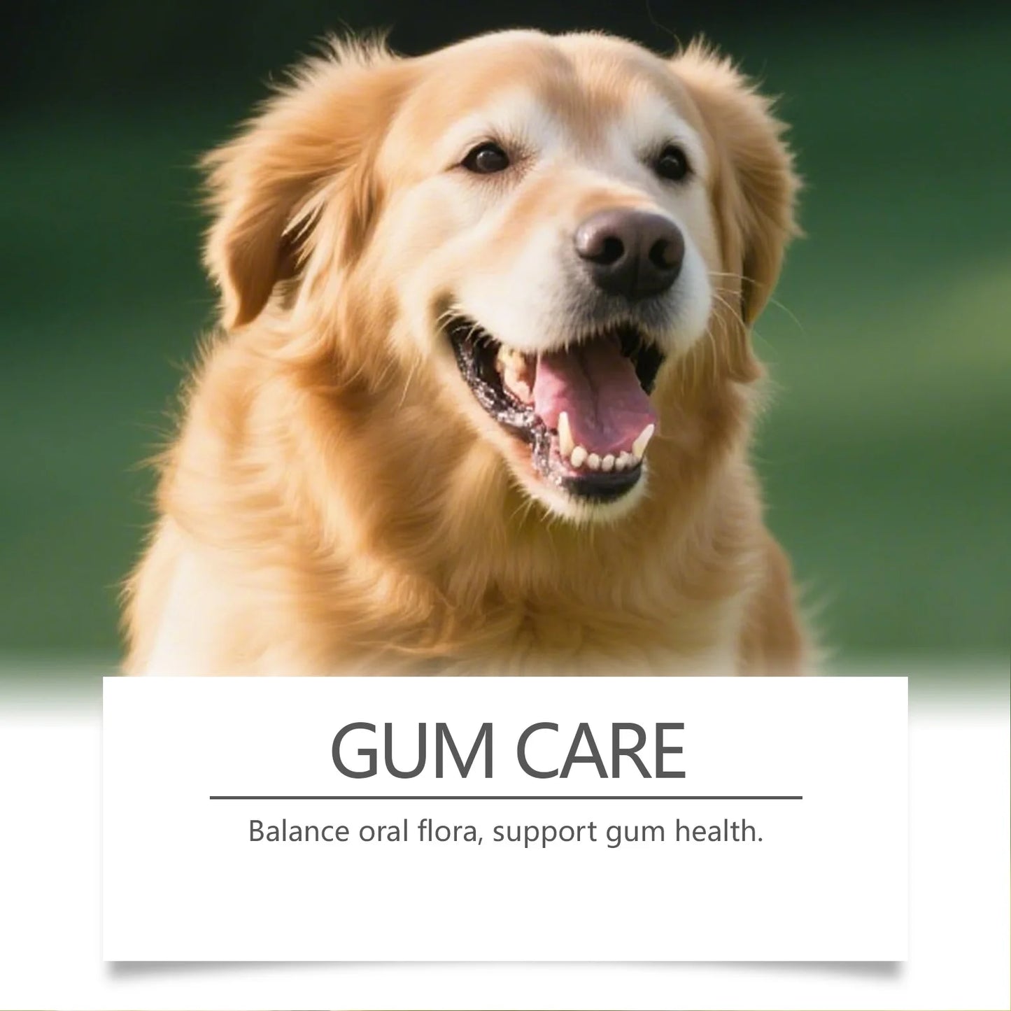 Enzymatic Pet Dental Health Powder