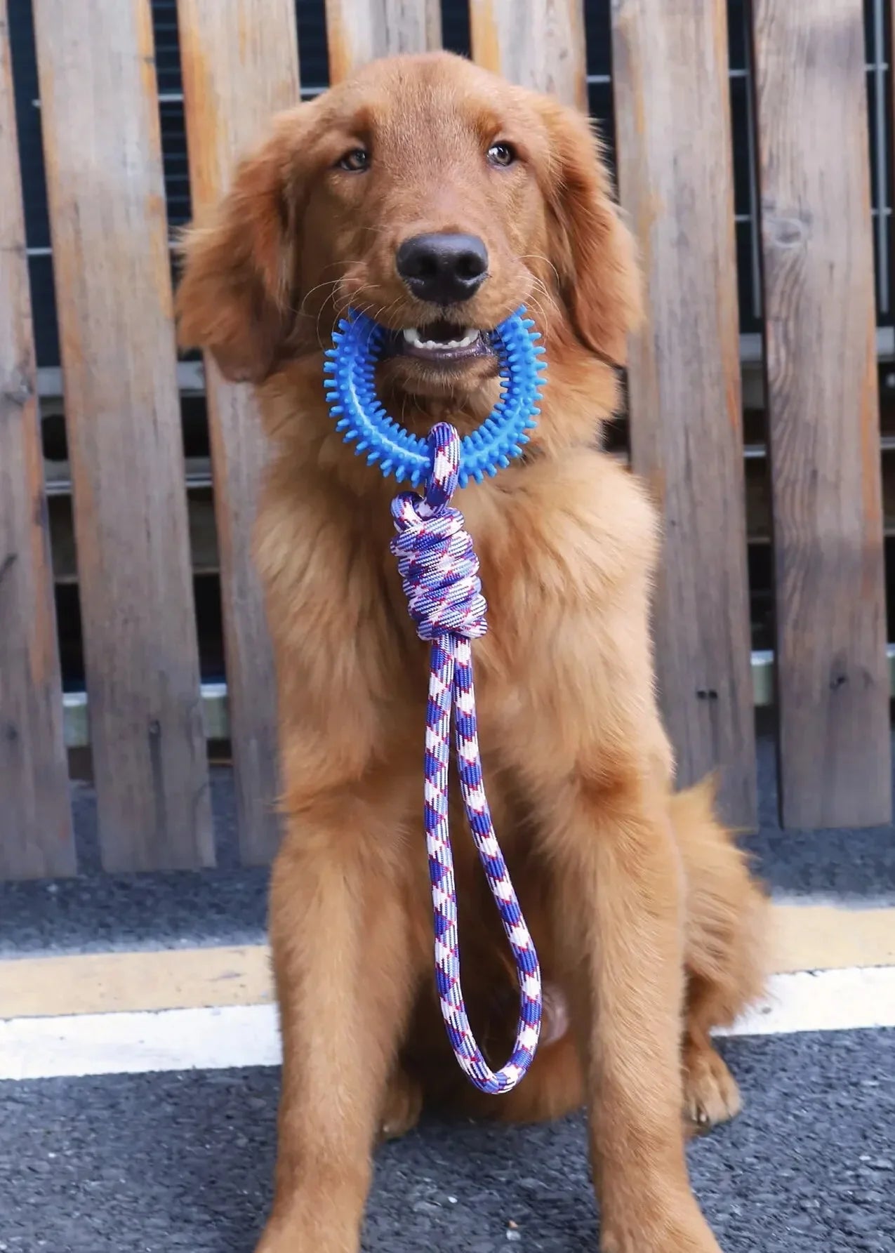 Dog Toys Chew Resistant Nylon Rope Toys Pet Colorful Woven Knot Rubber Toys Dog Self Fun Outdoor Swimming Toys Pet Supplies