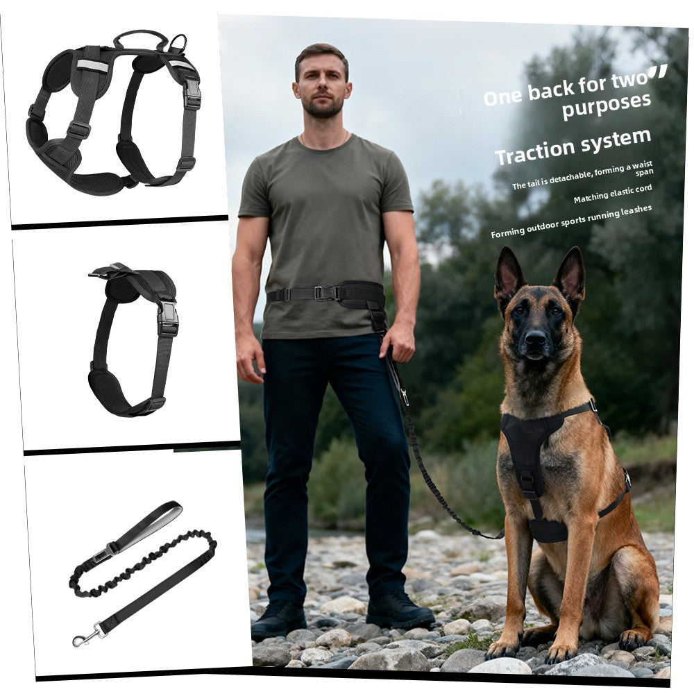 leash pet