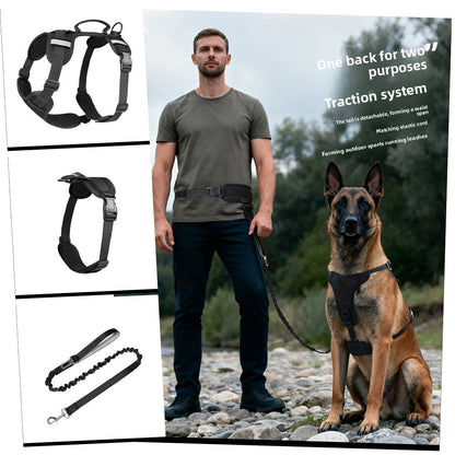 leash pet